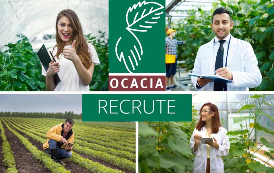 Ocacia cherche un(e) responsable de certification secteur agricole